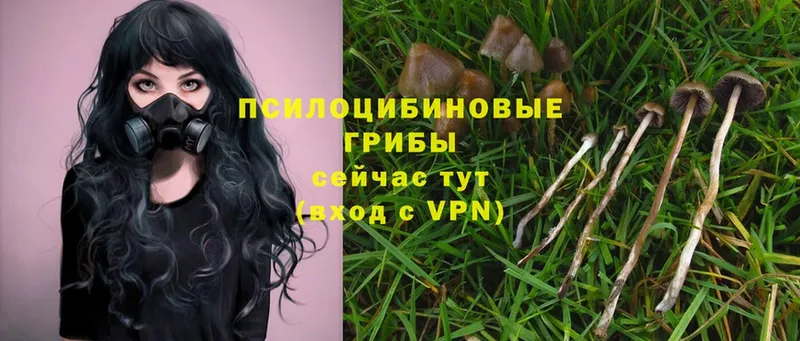 Псилоцибиновые грибы Psilocybe  купить наркотик  Кашин 